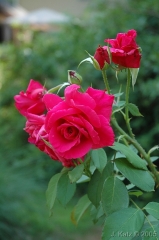 In Bloom